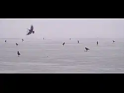 «Грачи», 2011