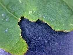 Погрыз гусеницы на листе черёмухи. Увеличение примерно в 20 раз.