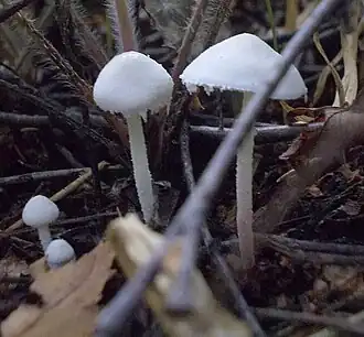 Cystolepiota seminuda