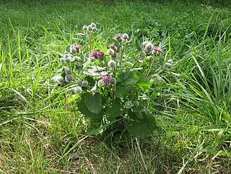 Лопух паутинистый