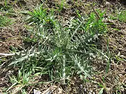 Чертополох колючий