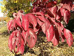 Листва кизила цветущего осенью