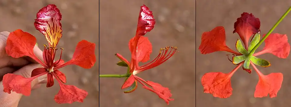 Цветок Delonix regia c различных ракурсов.