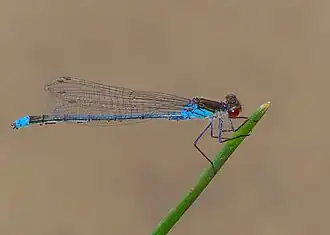 Стрелка красноглазая