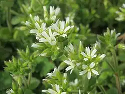 Клубочек ясколки скученной (Cerastium glomeratum Thuill.)