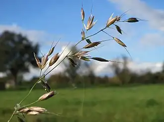 Соцветие райграса высокого