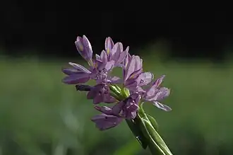 Arundina graminifolia