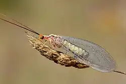 Italochrysa italica