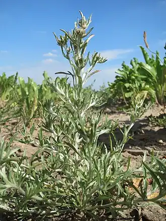 Сушеница топяная — типовой вид рода Сушеница. Общий вид цветущего растения