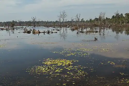Болота, окружающие Ангкор