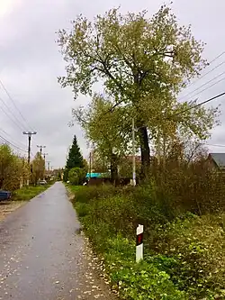 Серебристый тополь — символ деревни, посажен задолго до революции