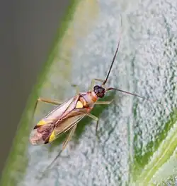 Campyloneura virgula