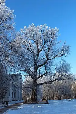 Дуб из Абрамцева