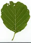 Ольха чёрная (Alnus glutinosa)