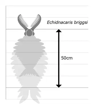 Размер Echidnacaris briggsi