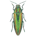Chrysochroa fulgidissima