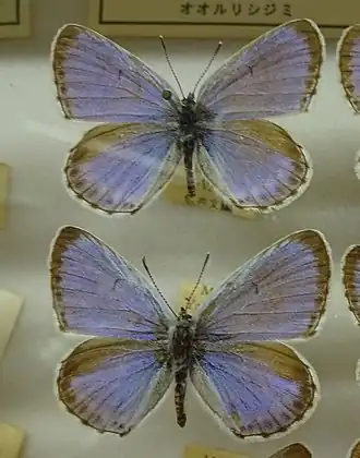 Голубянка чудесная