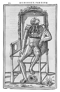 Гравюра врача Шарля Этьенна (1545)