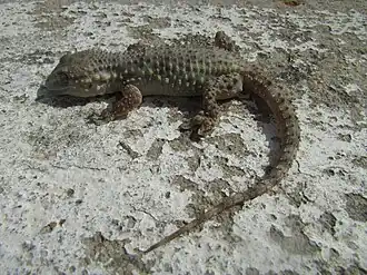 Стенной геккон