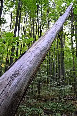 Поваленное дерево в Ометьевском лесу (август 2019)