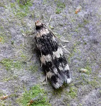 Oegoconia quadripuncta