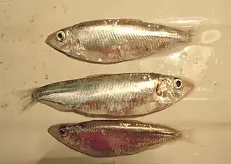 Черноморско-каспийская тюлька