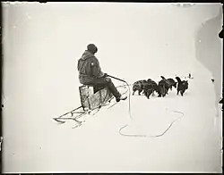 Нансен управляет собачьей упряжкой