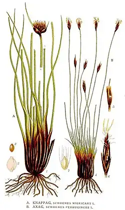 A. Схенус черноватый, B. Схенус ржавый