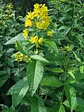 Вербейник обыкновенный (Lysimachia vulgaris)