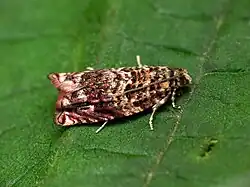 Gypsonoma minutana
