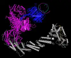 PDB структура собранного комплекса CRL4B-DDB2-ДНК на основе PDB ID# 4A0L (CUL4B — серый).