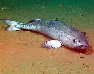 Угольная рыба