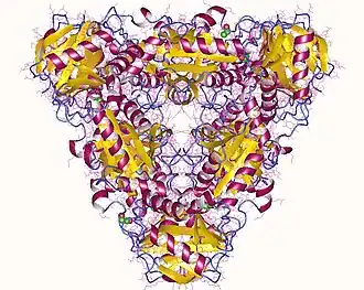 Аминотрансфераза аминокислот с разветвлённой цепью, гексамер из Burkholderia pseudomallei.