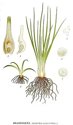 Полушник озёрный. Ботаническая иллюстрация из книги К. А. М. Линдмана Bilder ur Nordens Flora, 1917—1926