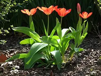 Садовые тюльпаны
