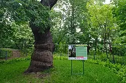 Дуб Шевченко на Приорке[укр.]