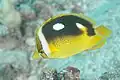 Chaetodon (Exornator) quadrimaculatus