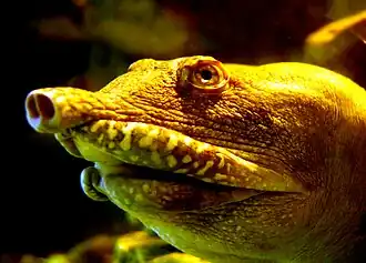 Дальневосточная черепаха