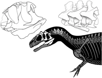 Скелетная реконструкция голотипа(известный материал показан белым)