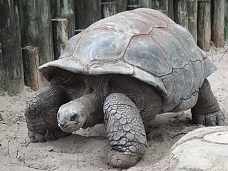 Гигантская черепаха (Megalochelys gigantea)