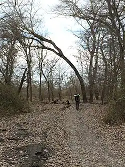 В Самурском лесу