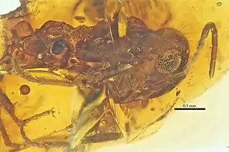 В Нью-Джерсийском янтаре