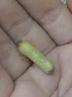 Личинка Holotrichia