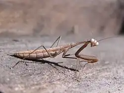 Боливария короткокрылая