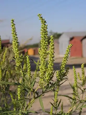 Амброзия полыннолистная