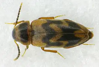 Abdera flexuosa
