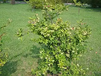 Плодоносящее растение