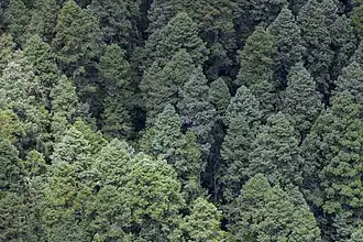 Лес пихты священной в Национальном парке Эль-Чико (Идальго, Мексика)