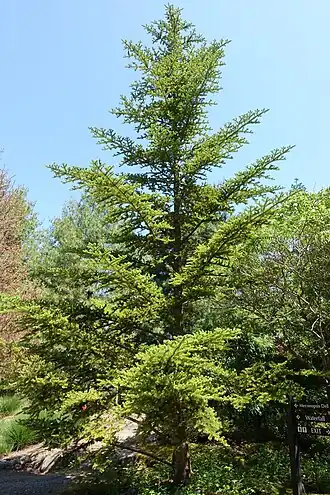 Габитус дерева в ботаническом саду Ван Дусена, Ванкувер