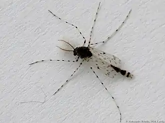 Ablabesmyia peleensis